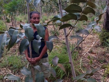 photo de la forêt heiwa plantée au Nicaragua avec un planteur