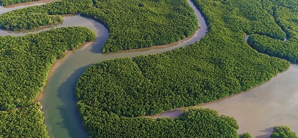 Vue aérienne d'une foret