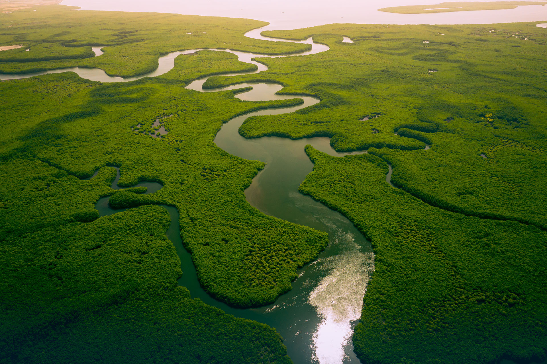 Vue a&eacute;rienne d'une mangrove luxuriante travers&eacute;e de rivi&egrave;res &mdash; symbole de l'engagement &eacute;cologique Heiwa