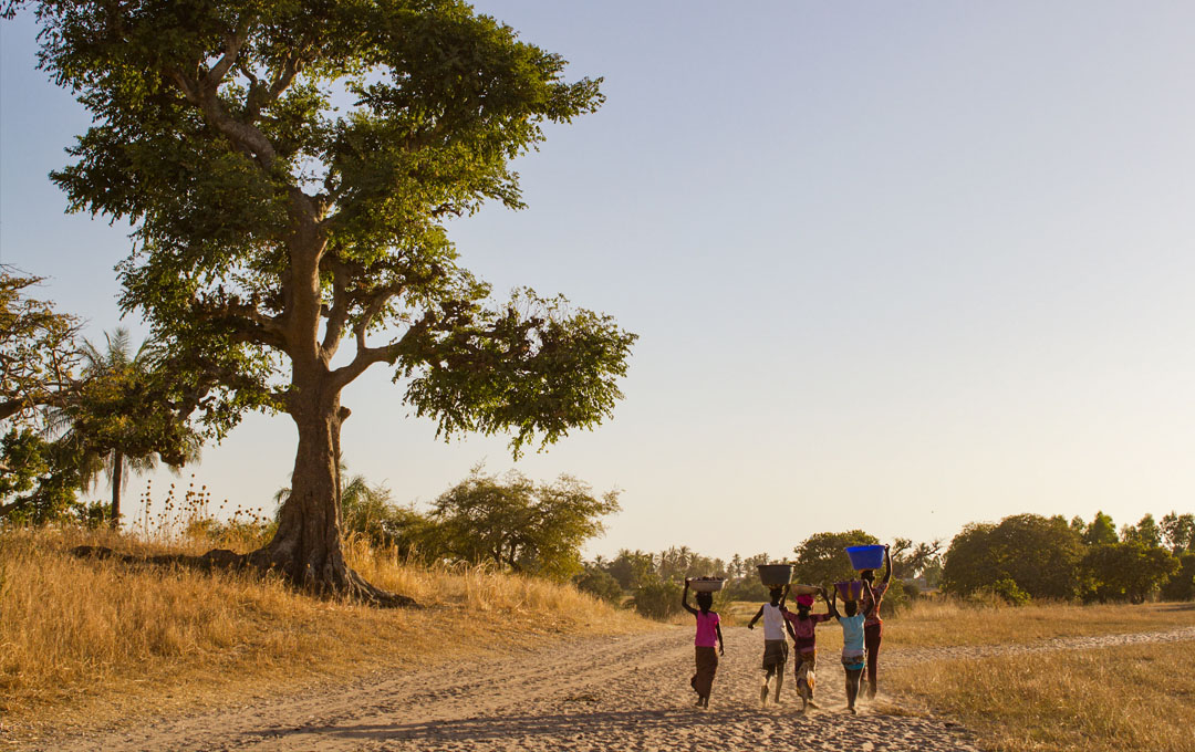 For&ecirc;t Heiwa &mdash; baobab et villageois sur un chemin, projet de reforestation Tree-Nation